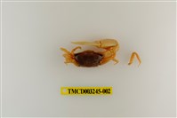 藏品(呼喚丑招潮蟹)的圖片